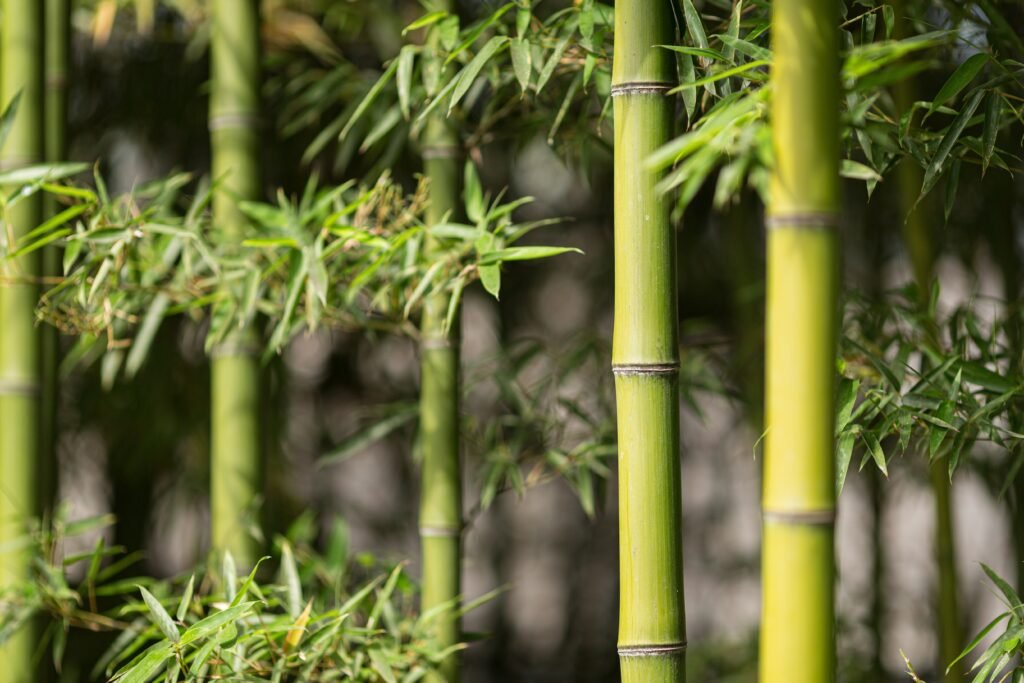 Bamboo